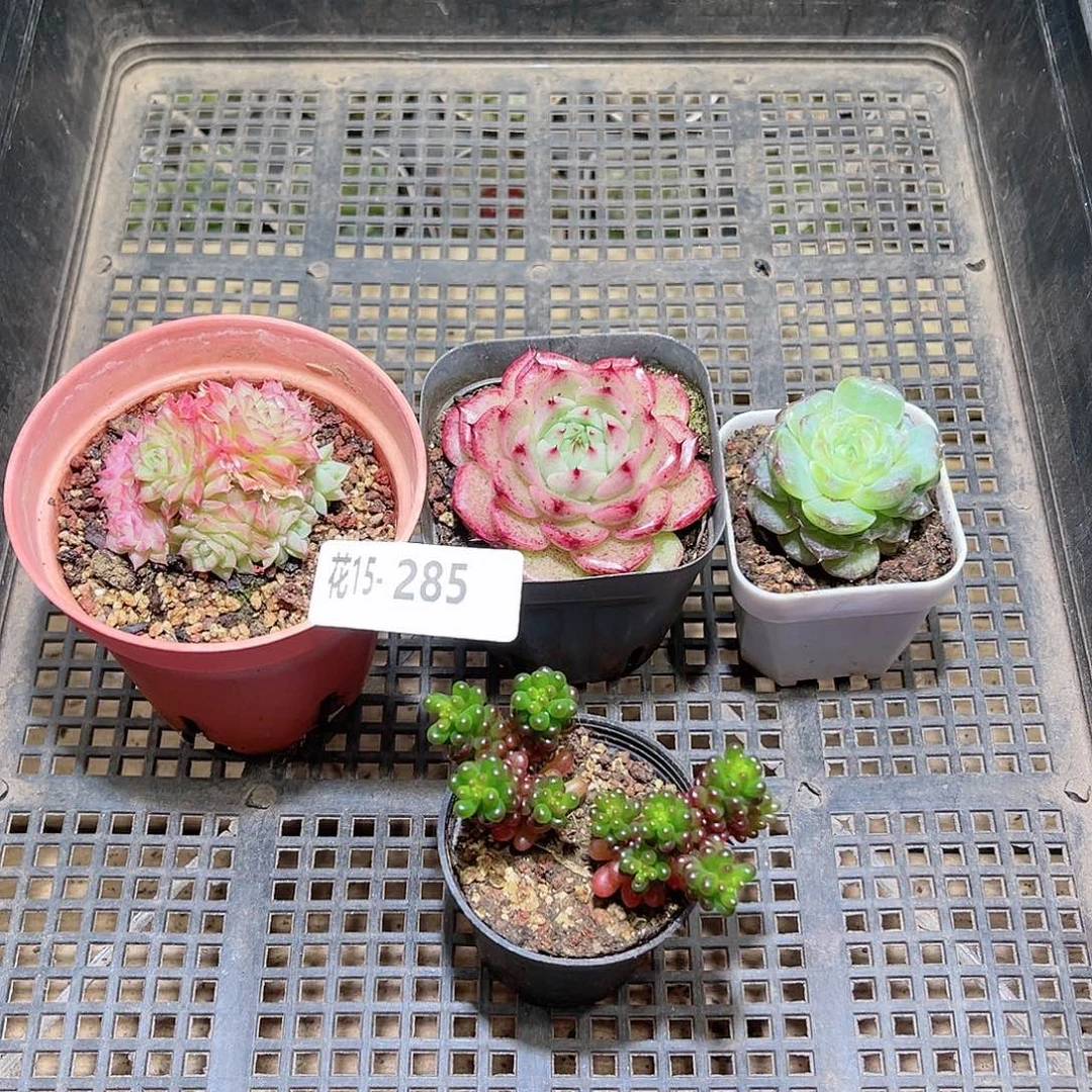 花利美15-285框拍4颗