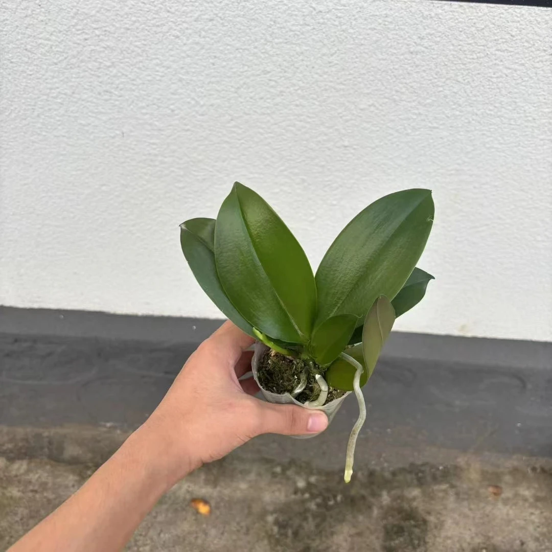 不分品种带香味蝴蝶兰两颗装直播间专属链接