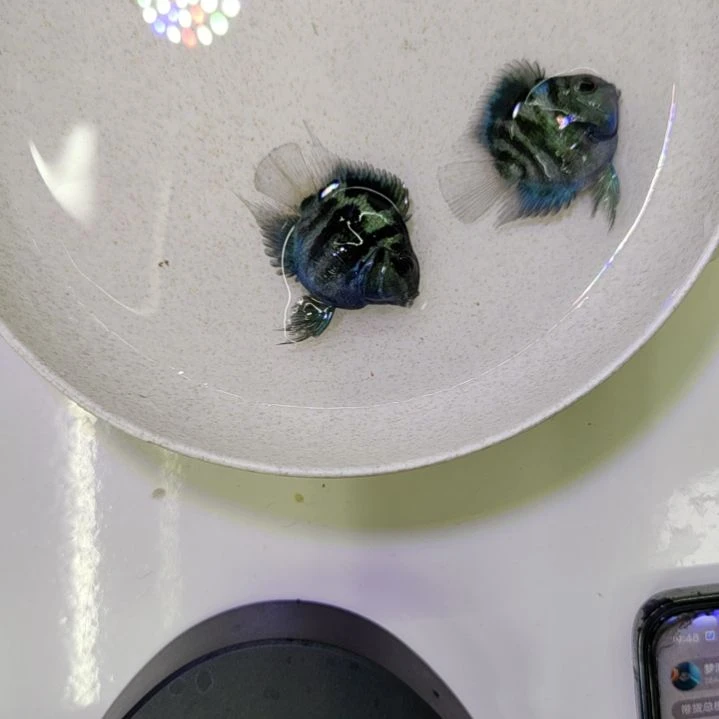 鹦鹉鱼宝蓝色微瑕迷你鹦鹉鱼