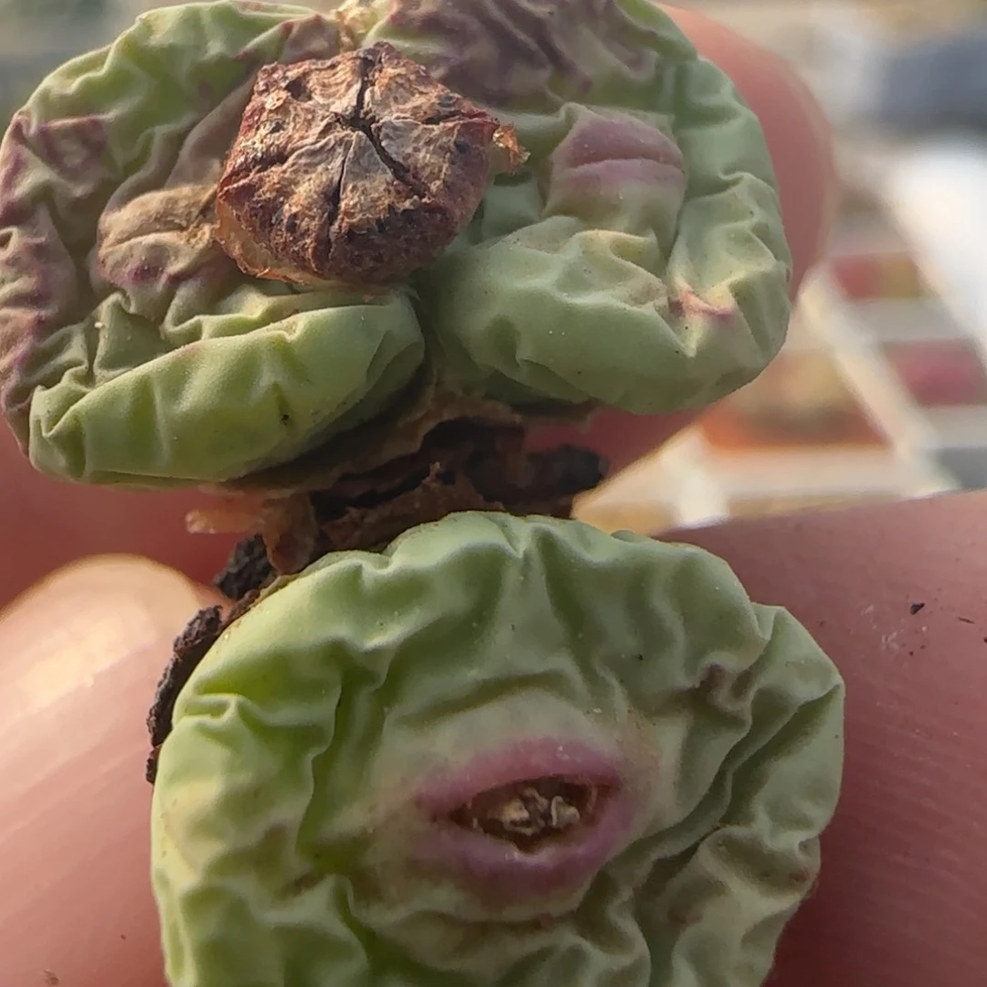 1.27多肉大型嘟嘟嘴一颗26号链接