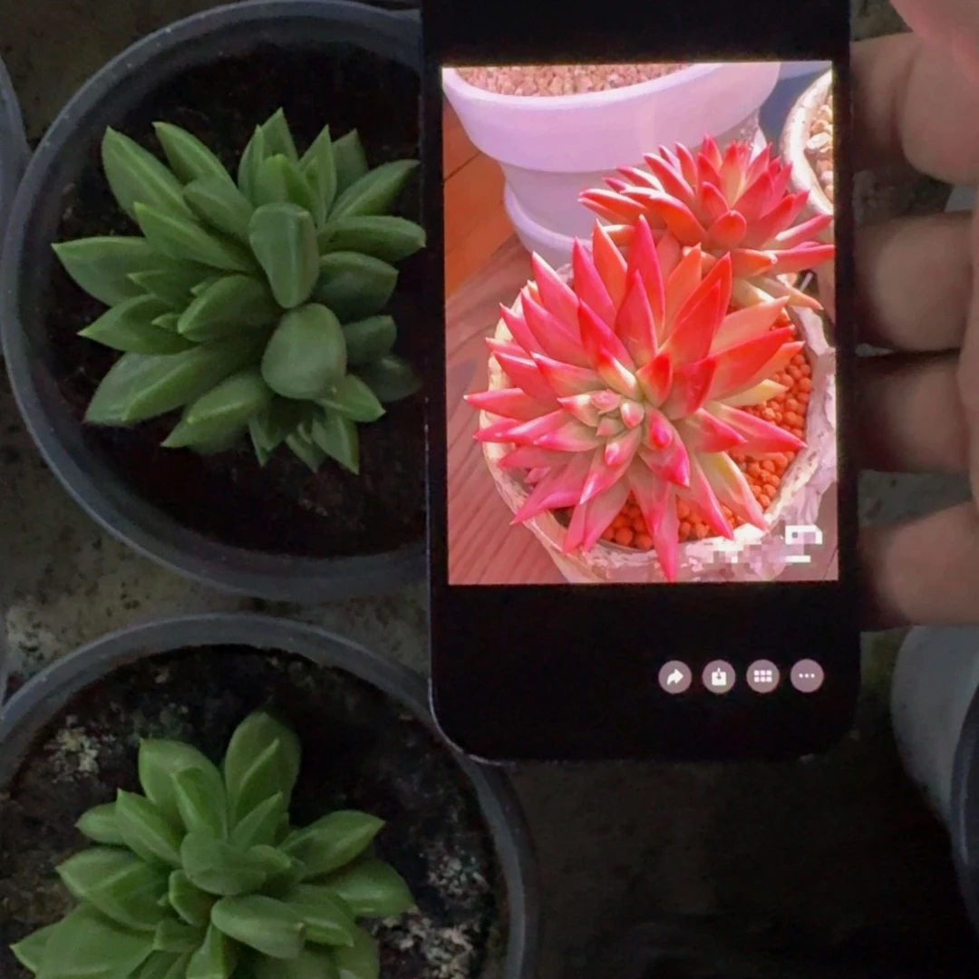 红千手 叶插 一物一拍