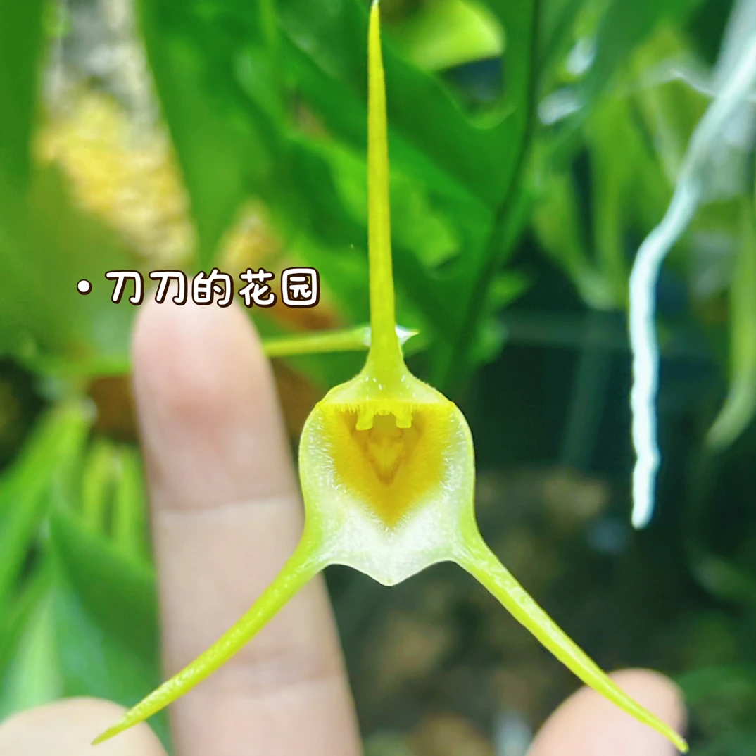 刀刀专属【黄色三尖兰】小众稀有兰花好养易开花桌面盆栽
