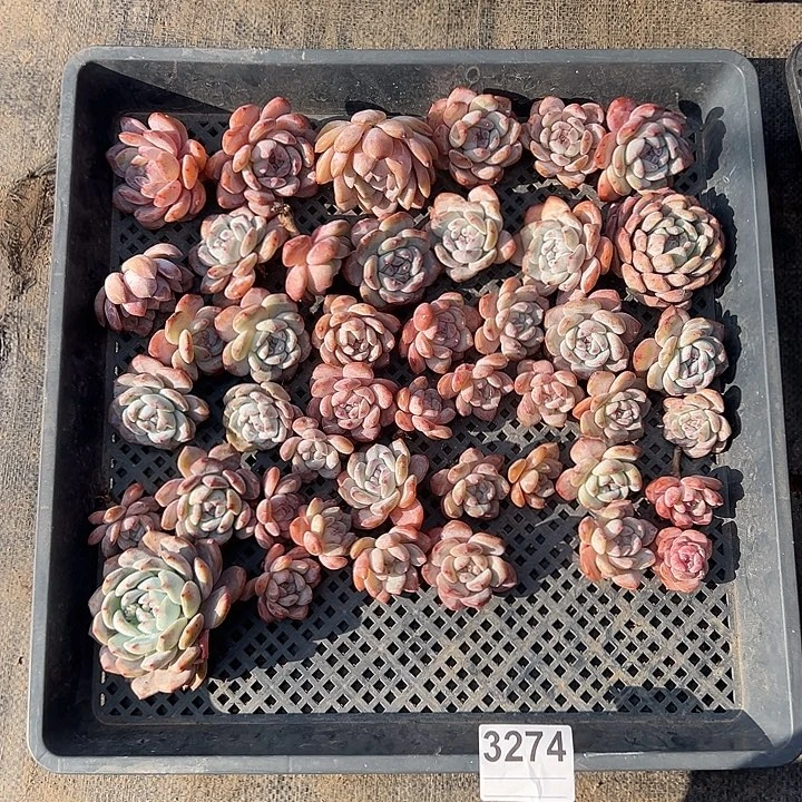 3274，40个星影橙梦露无根有瑕疵