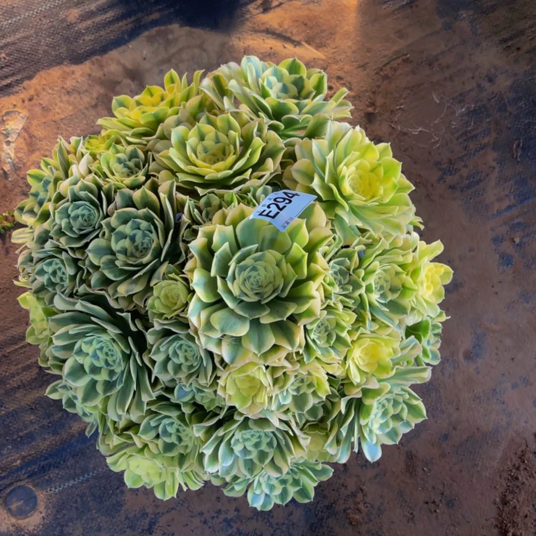 【闪购商品】是***/29400