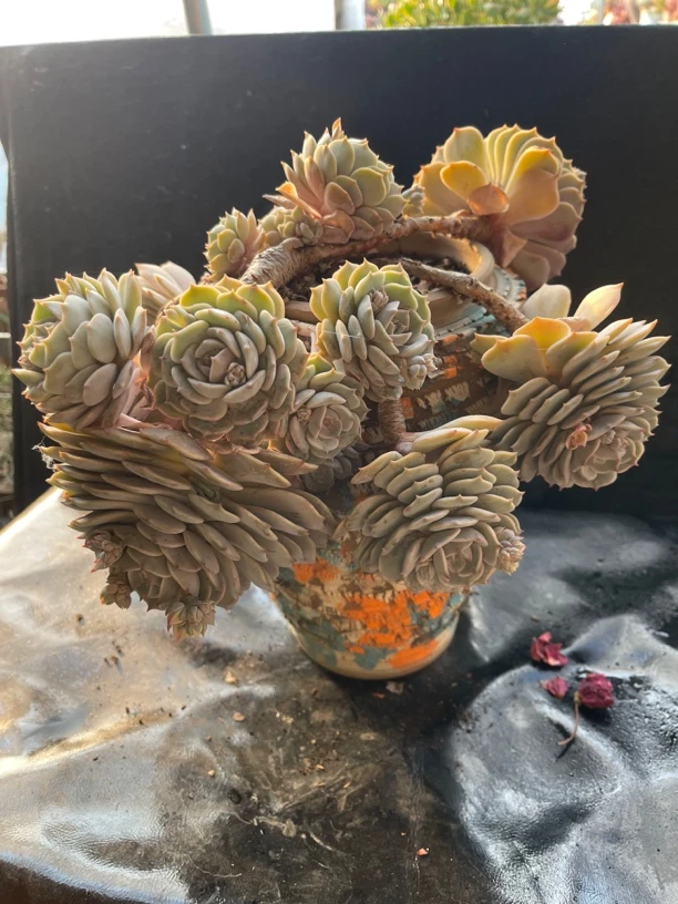 露娜莲无砍发货图四为准图一为上盆造型后介意勿拍