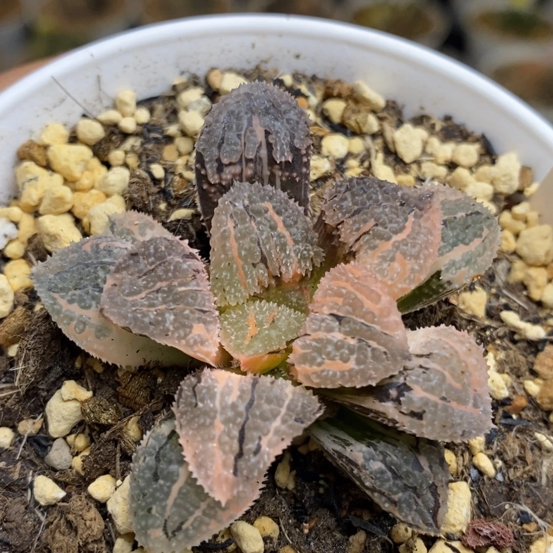 493号具味城锦多肉