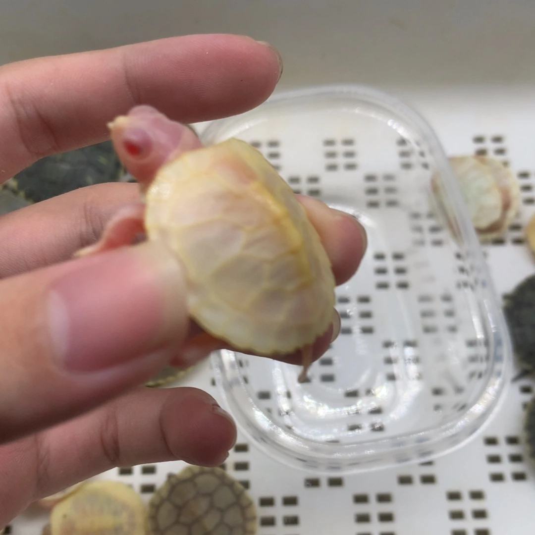 不分公母巴西彩龟