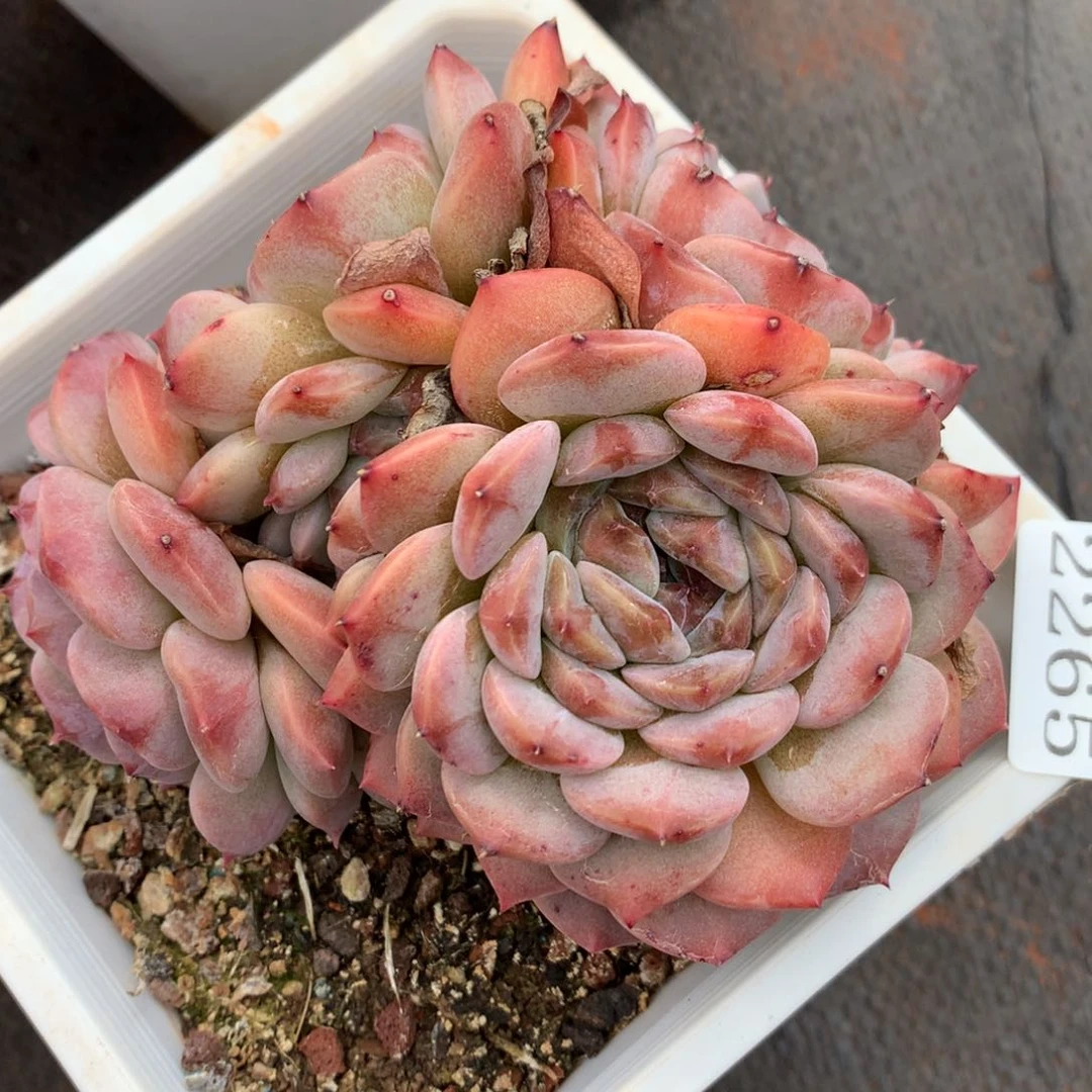 2265杂交精品基地12冠