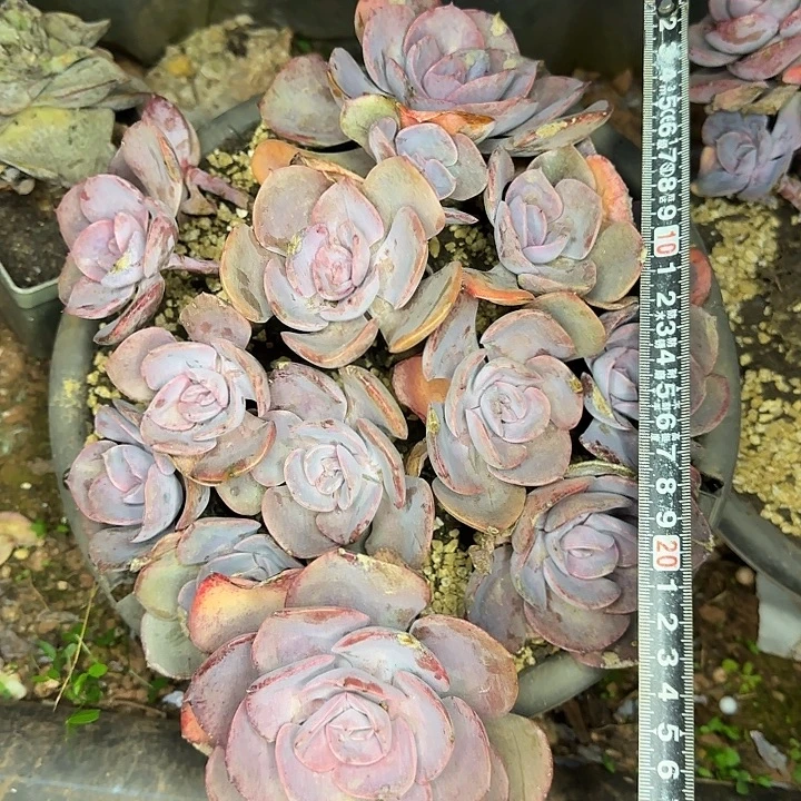 尘埃玫瑰283 多肉植物一物一拍