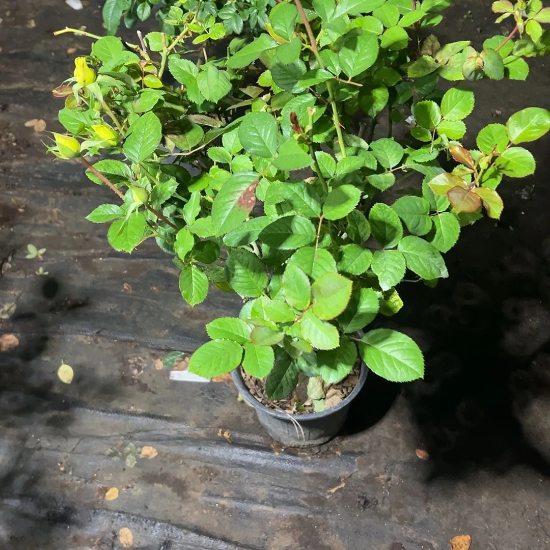无花朵一物一拍94号黄油