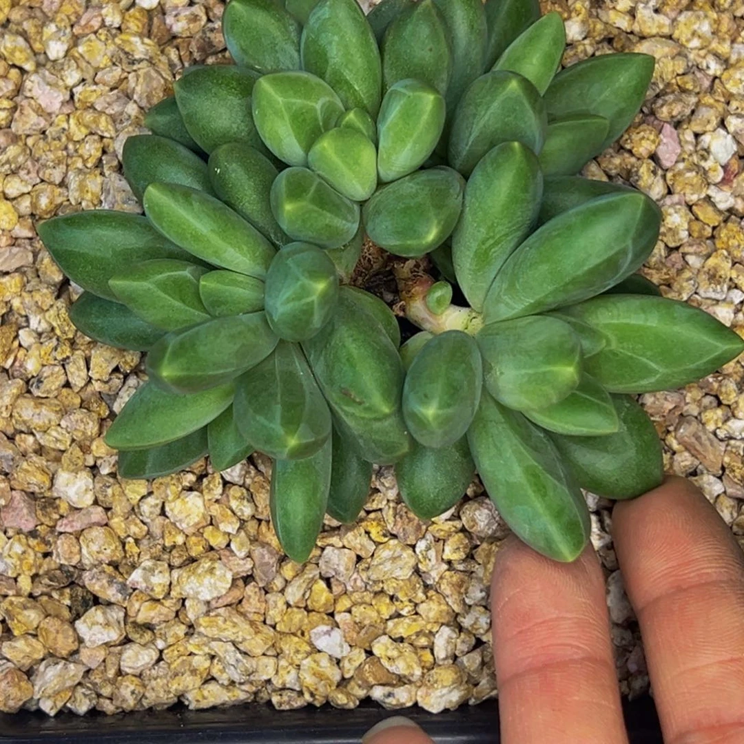 天***心天铺一心 群生寄养