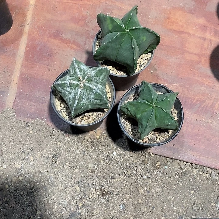 菜***吖组合3棵实生脱土发货