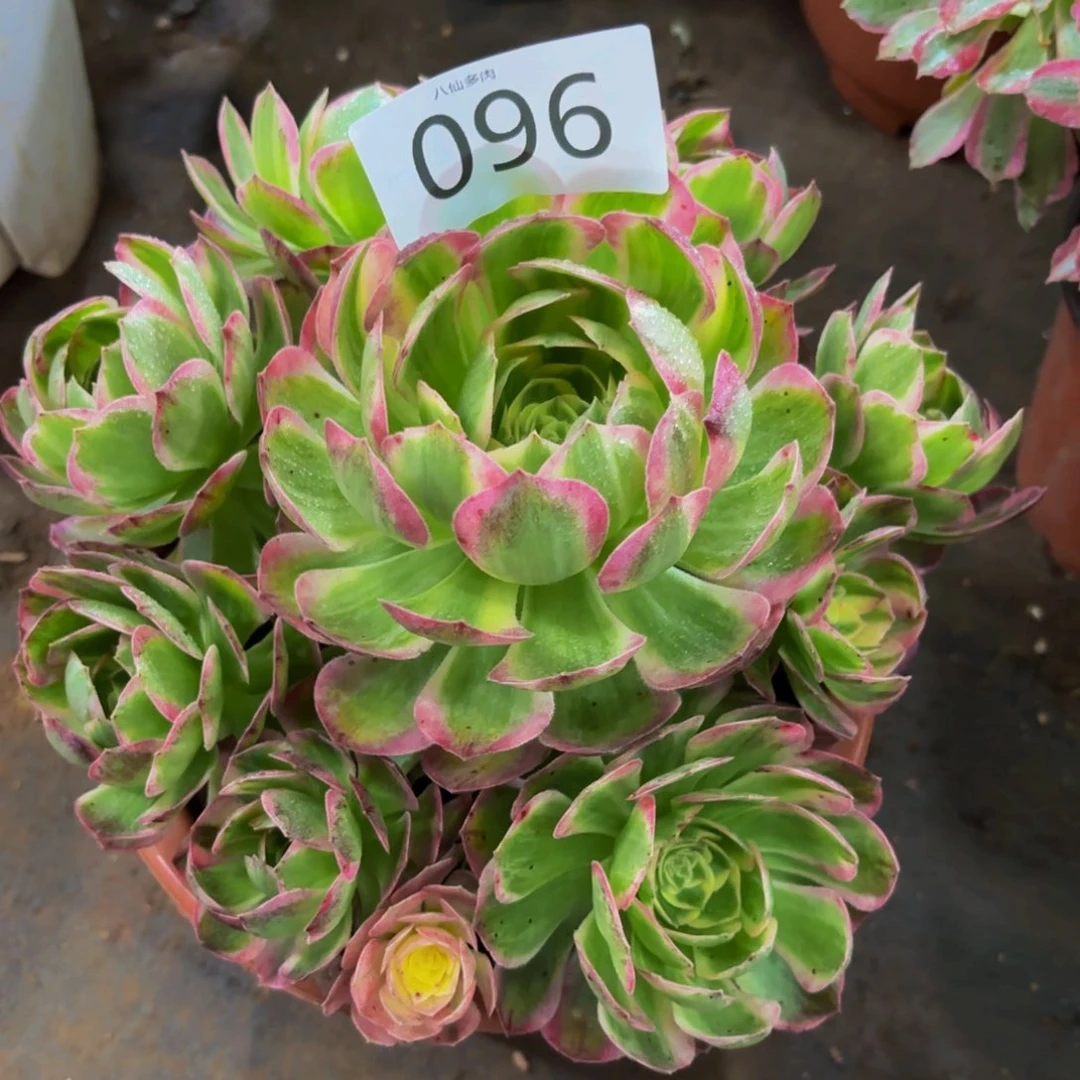 096多肉植物海鲜