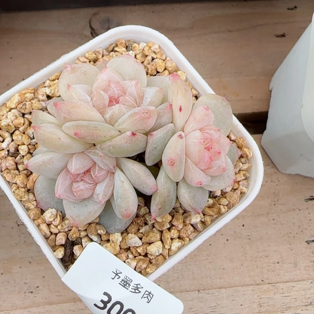 雨露泡泡，3008多肉