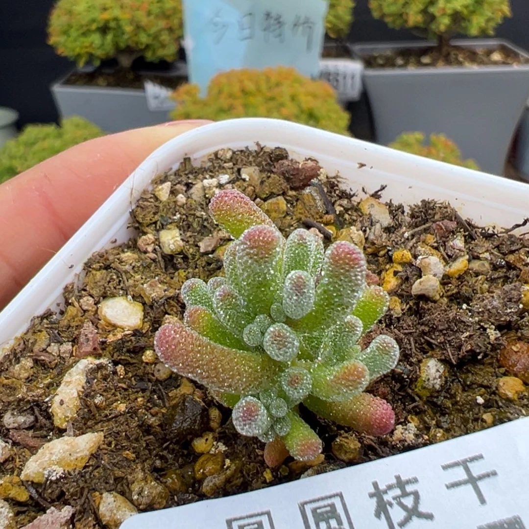 dy5556实生橙冰晶杂冠幅1.8cm