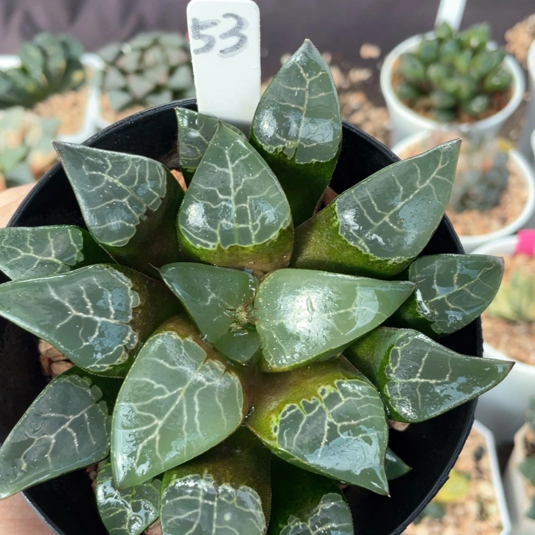 53青木克。