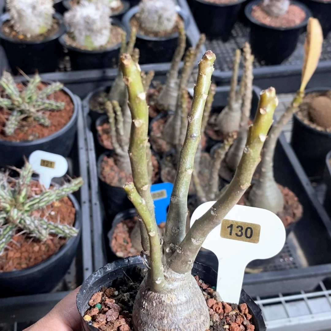 迪士棒槌多肉植物