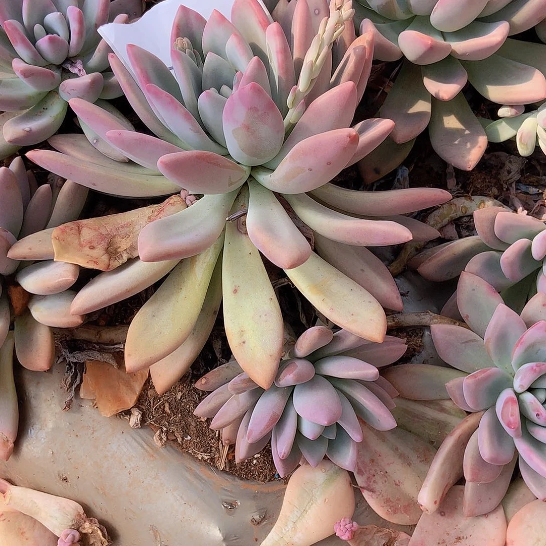 一物一拍多肉地载奥普234