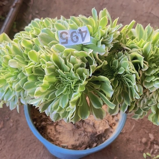 烨***子多肉植物一个绿豆沙