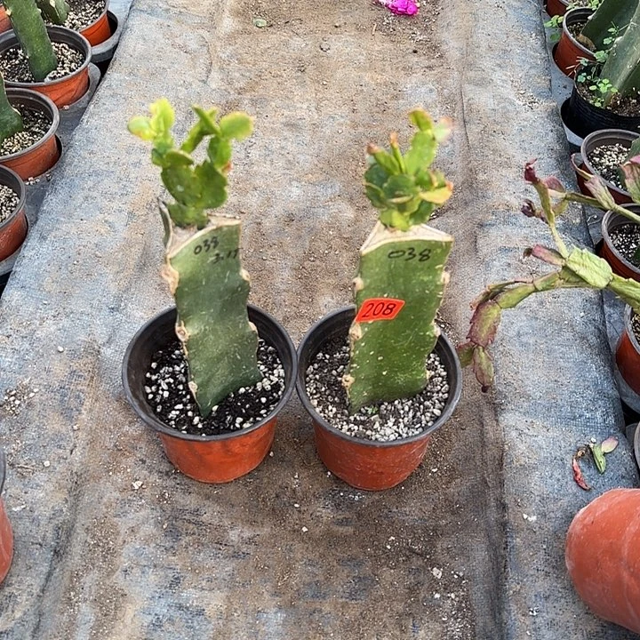 208+209嫁接蟹爪兰：038两颗