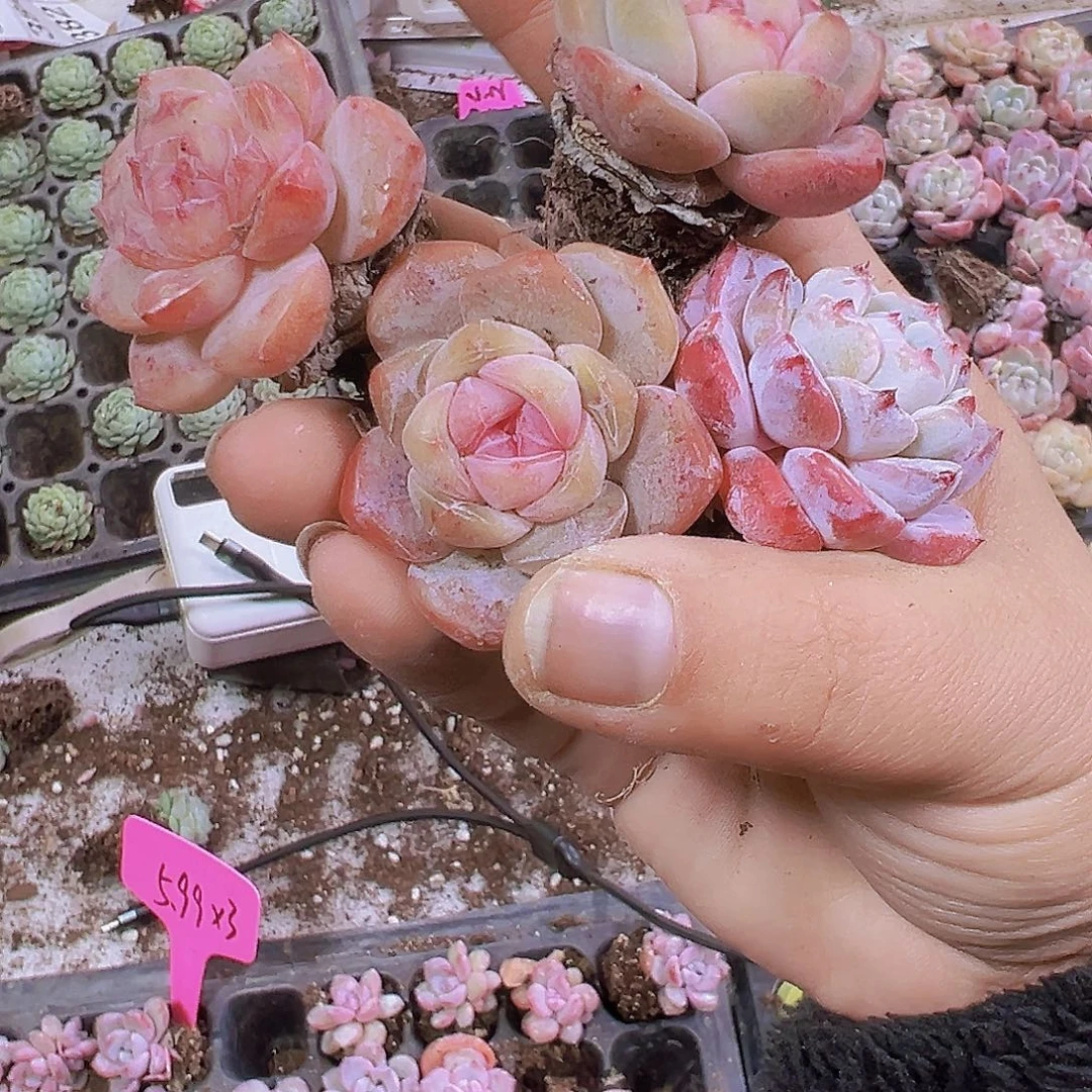 大草莓啵啵5个19包邮