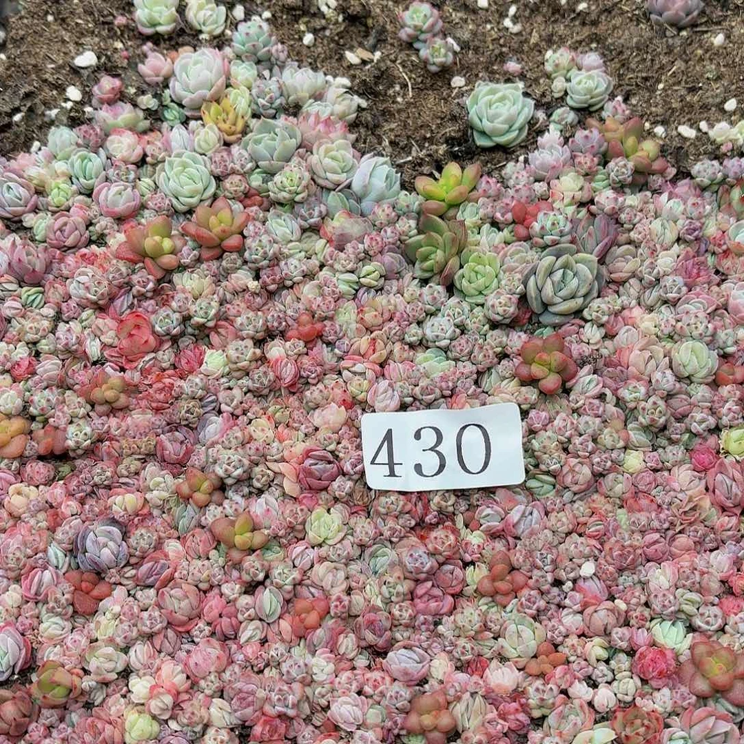 希***嘻多肉植物多肉植物430