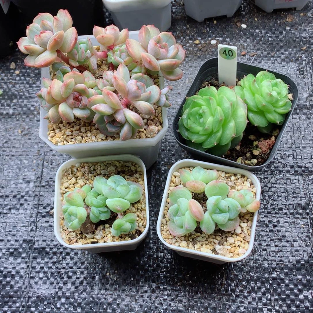 朱***。58包邮  群生不包整小白