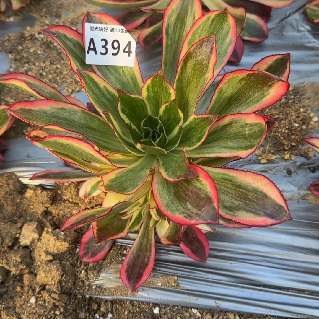 糖*?394魅影寄养到秋