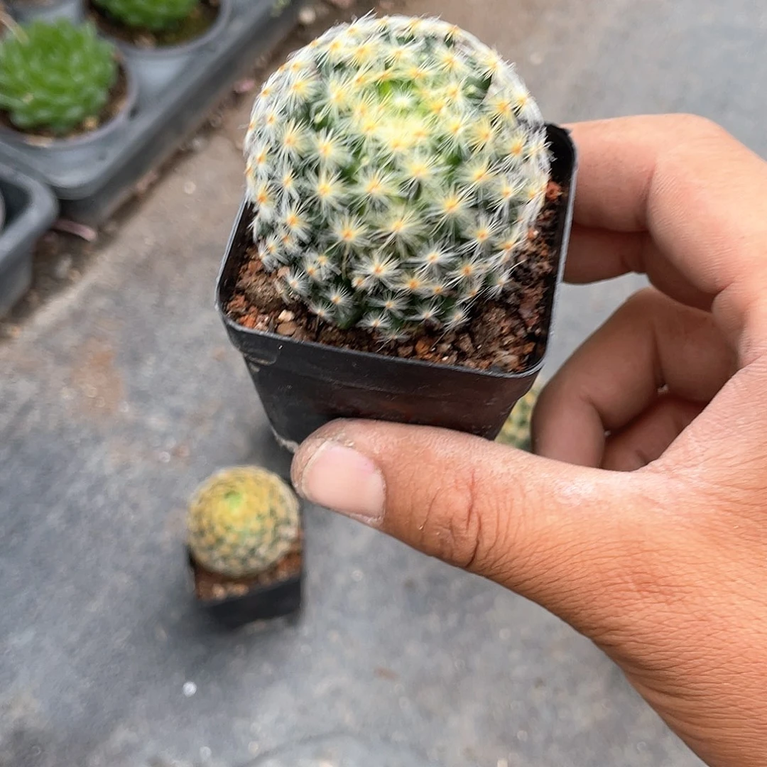 小明星仙人球带盆发货