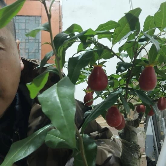 无花朵玉屏红金弹子嫁接