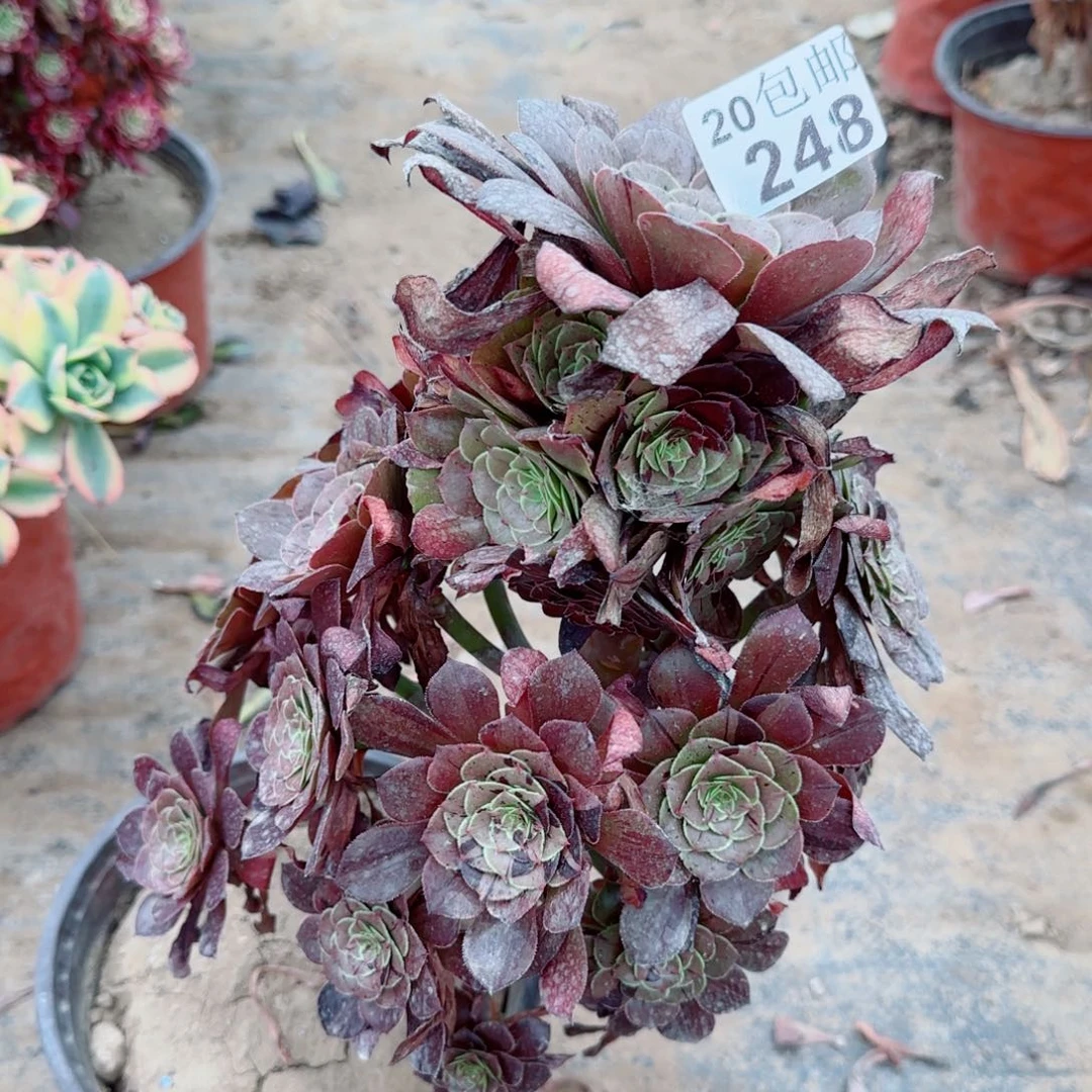 铜壶变异拉丝锦248满20包邮断枝不包