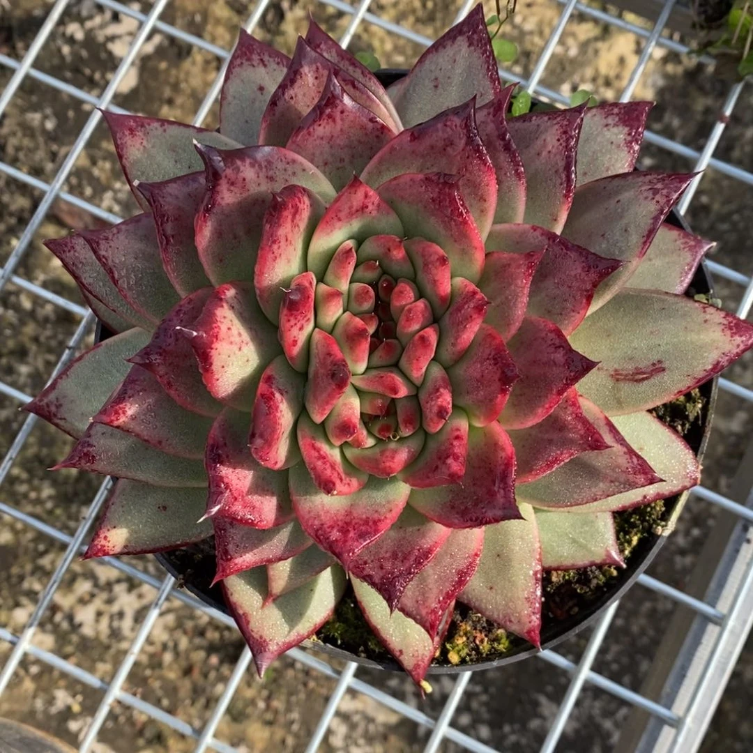 大**?西班牙缀B-25.11.15