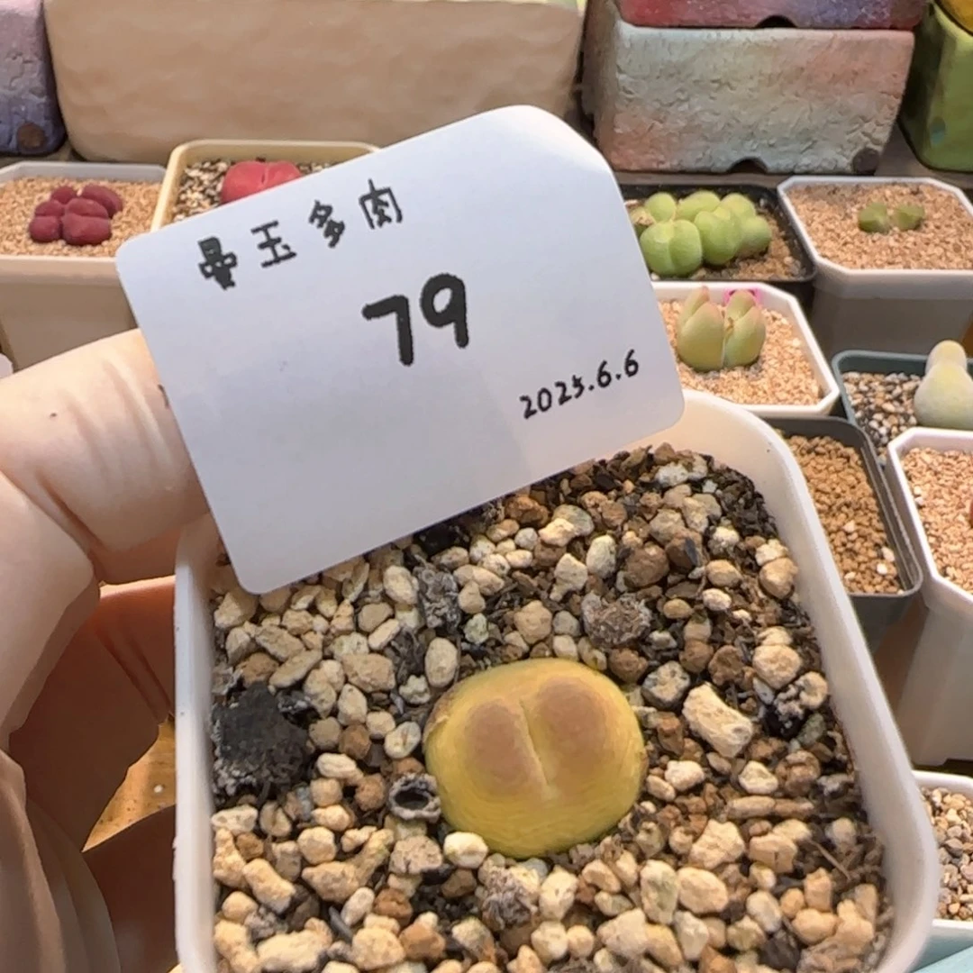 吧*?多肉多肉多肉6.6-079