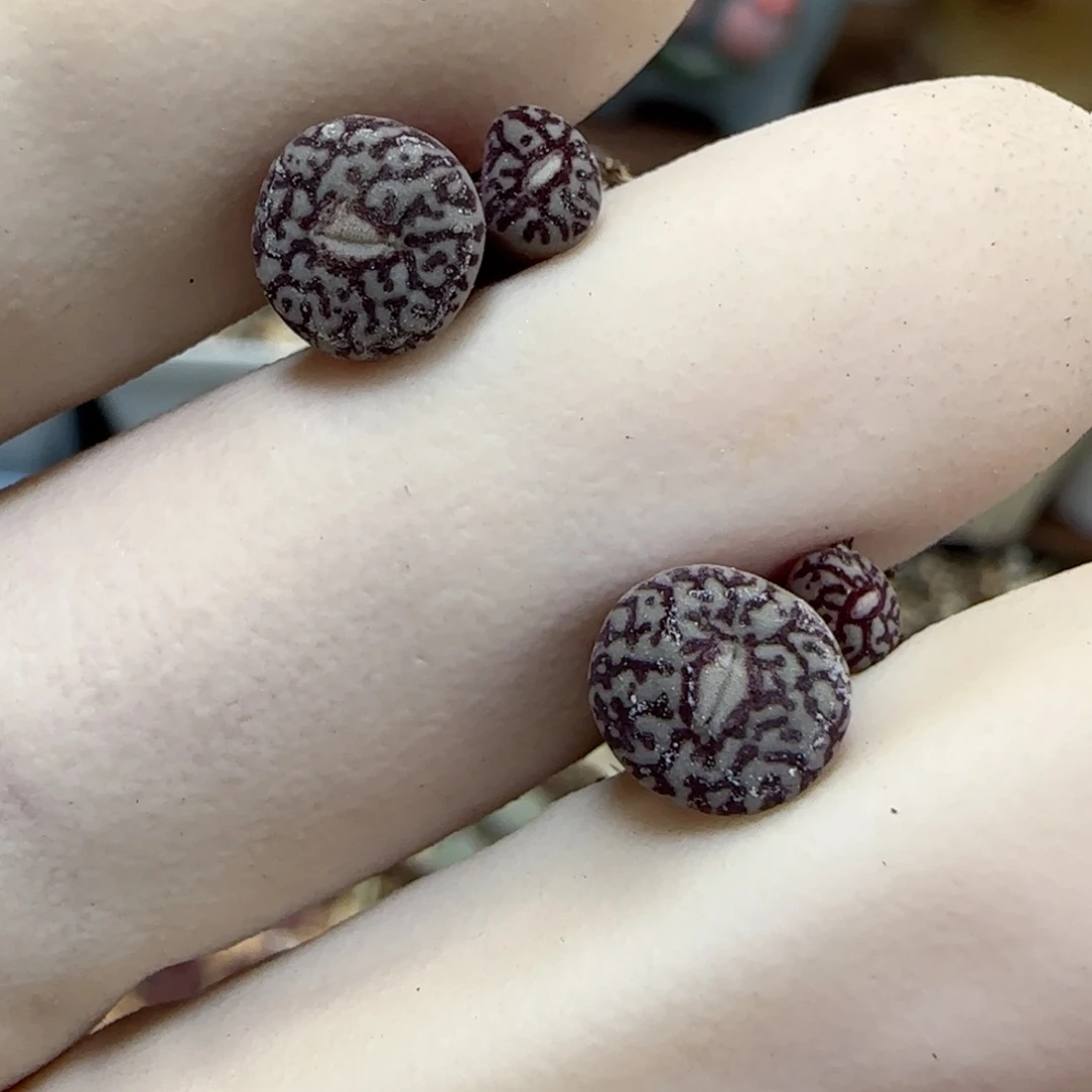 431福利福利福利