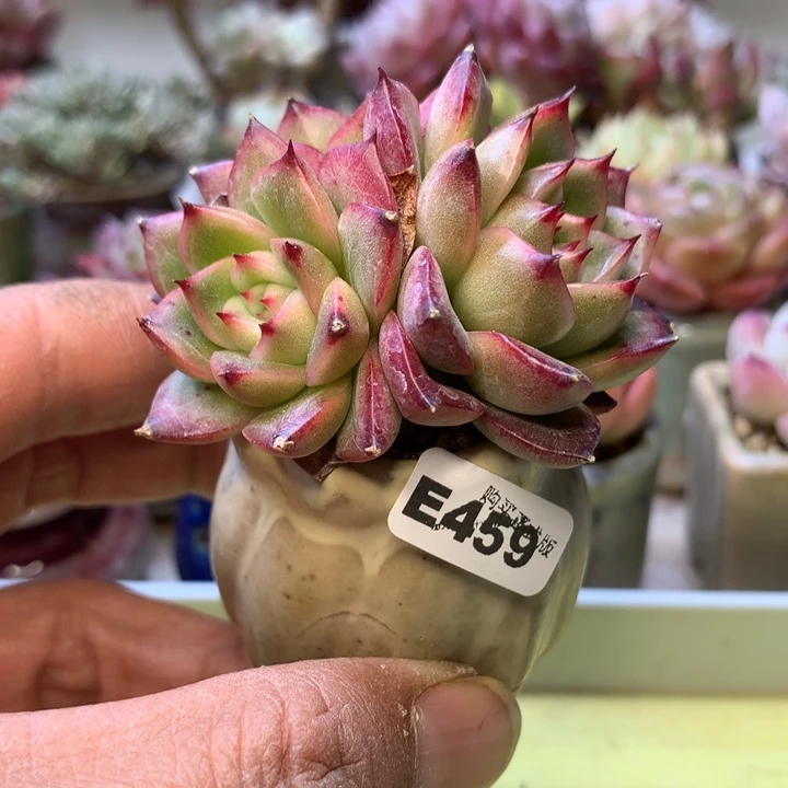 E459一物一拍带盆发