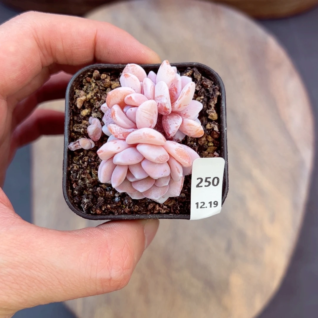 好好看250、哈哈哈哈哈