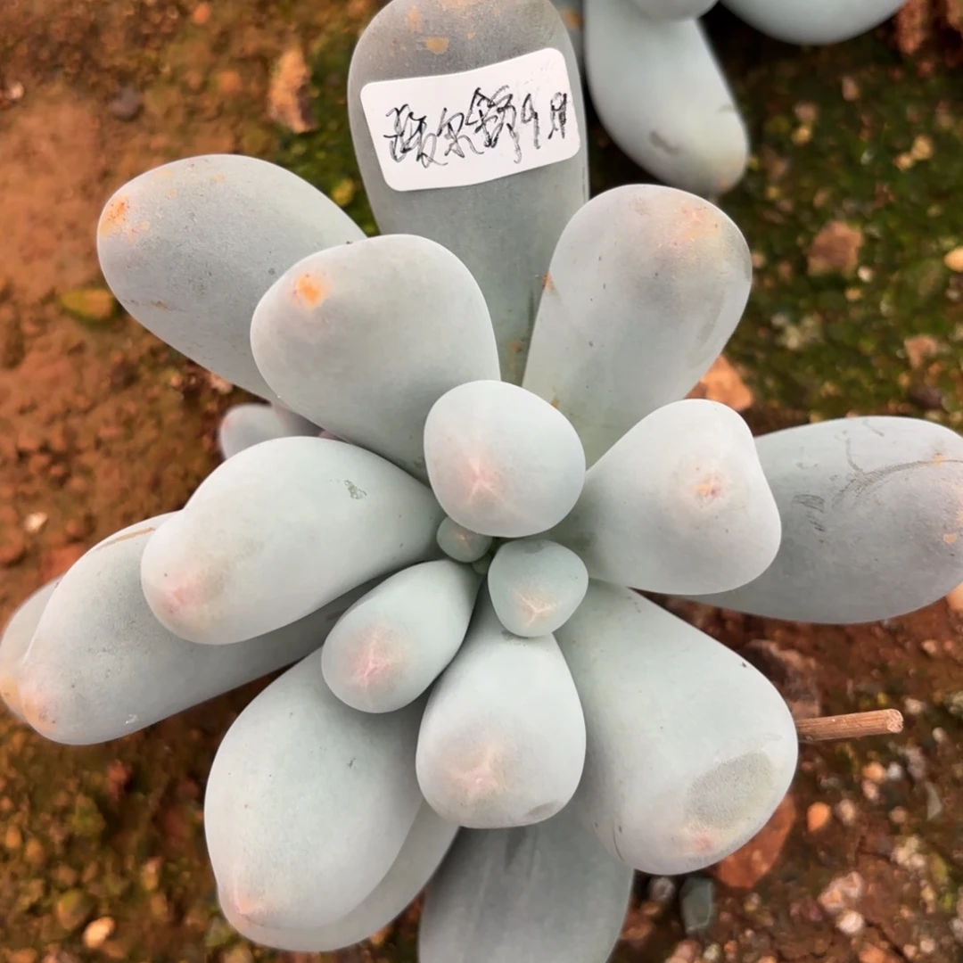 黑***司米可奶大捧花暖尔舒9.19寄养