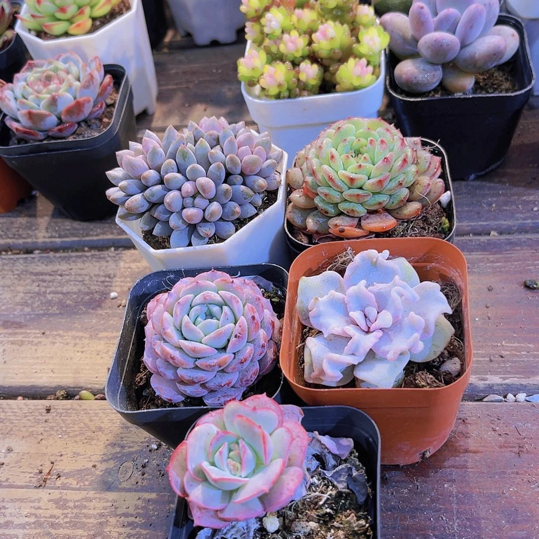 如图5盆带盆土11111111111