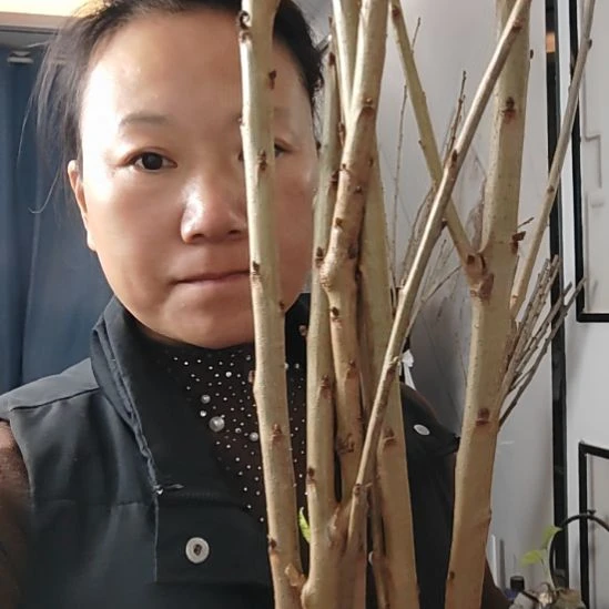 徐***用辉煌三公分20棵包邮