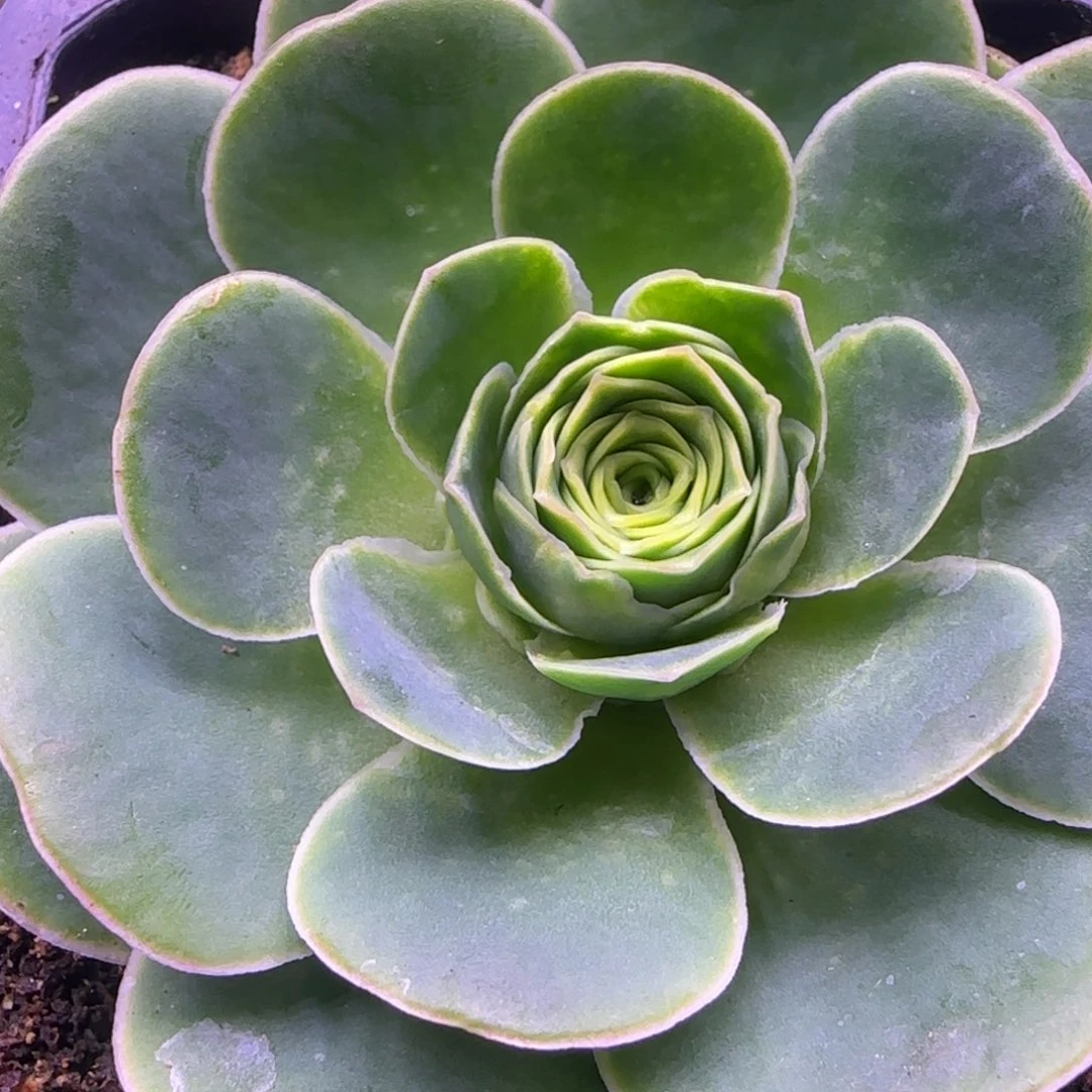 捧花7.5厘米粉色玫瑰12166464