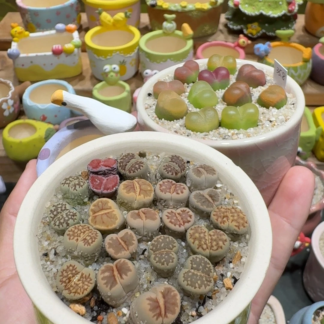 奕***艺蘑菇1017花花花花花花