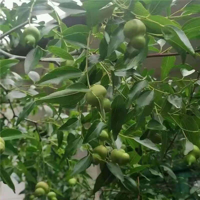 葫芦枣盆栽带果易成活好管理产量高美观欣赏价值高