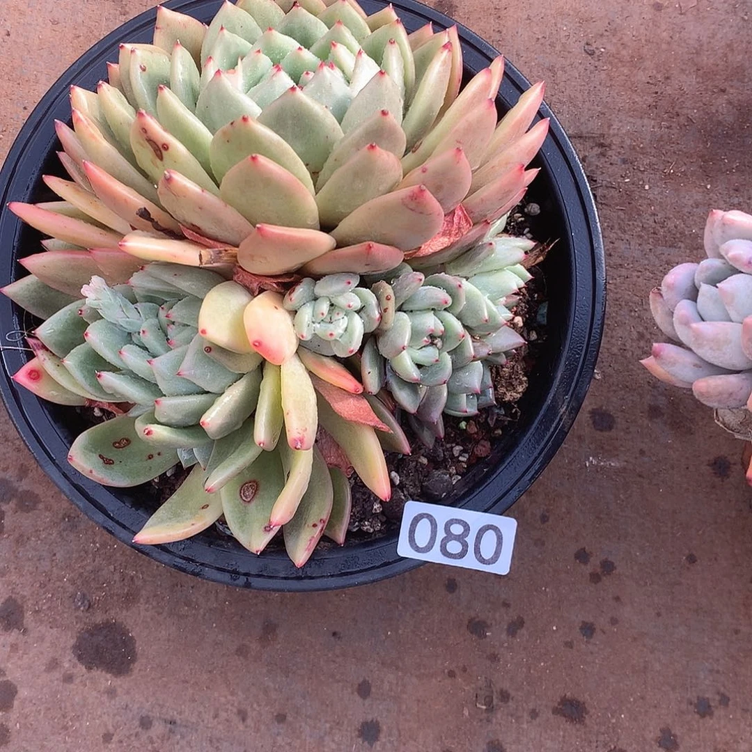 080 一物一拍多肉