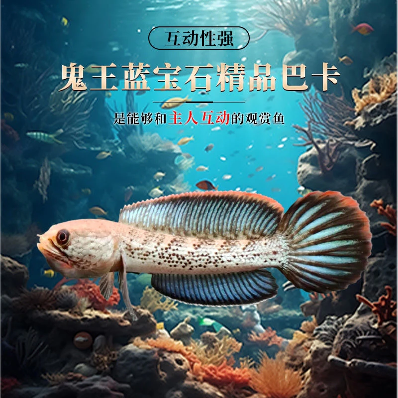 福利鬼王雷龙鱼苗8-10公分