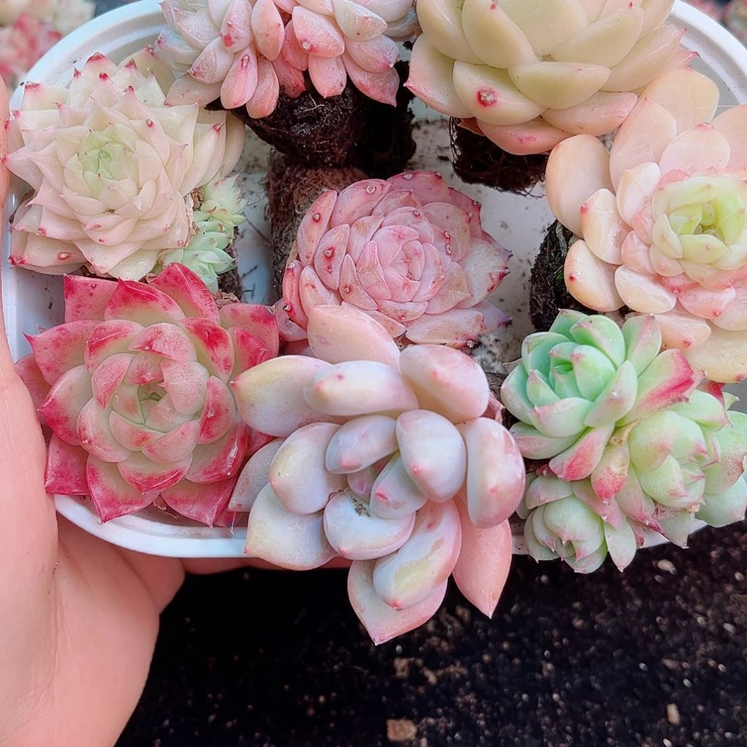 1-348 新疆西藏内蒙不发12.8包邮2-3公分多肉