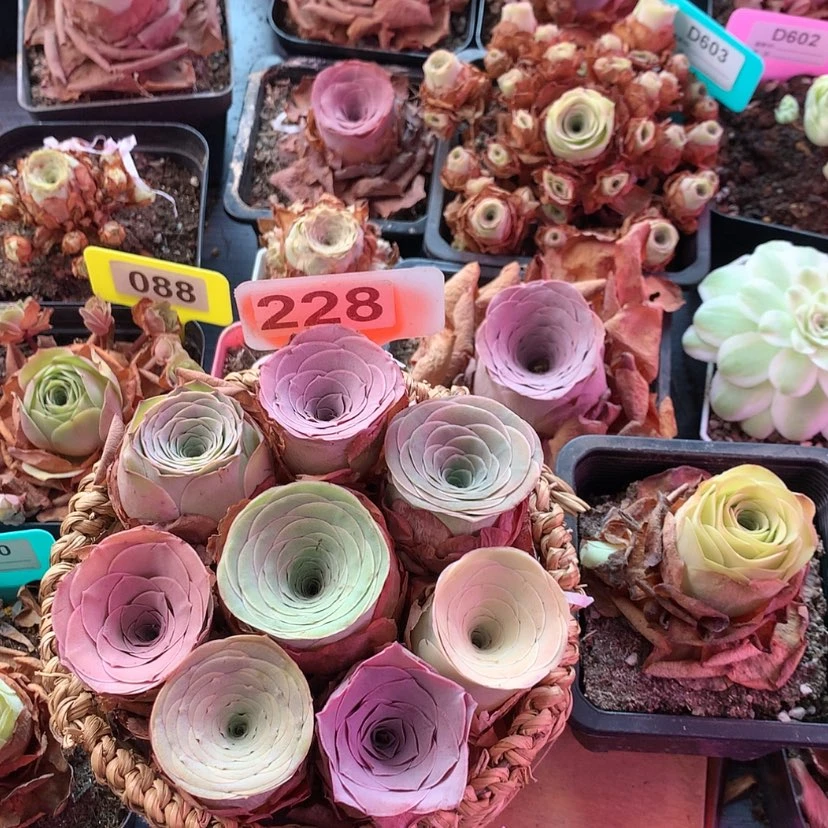 【闪购商品】阿*不带篮子9颗228