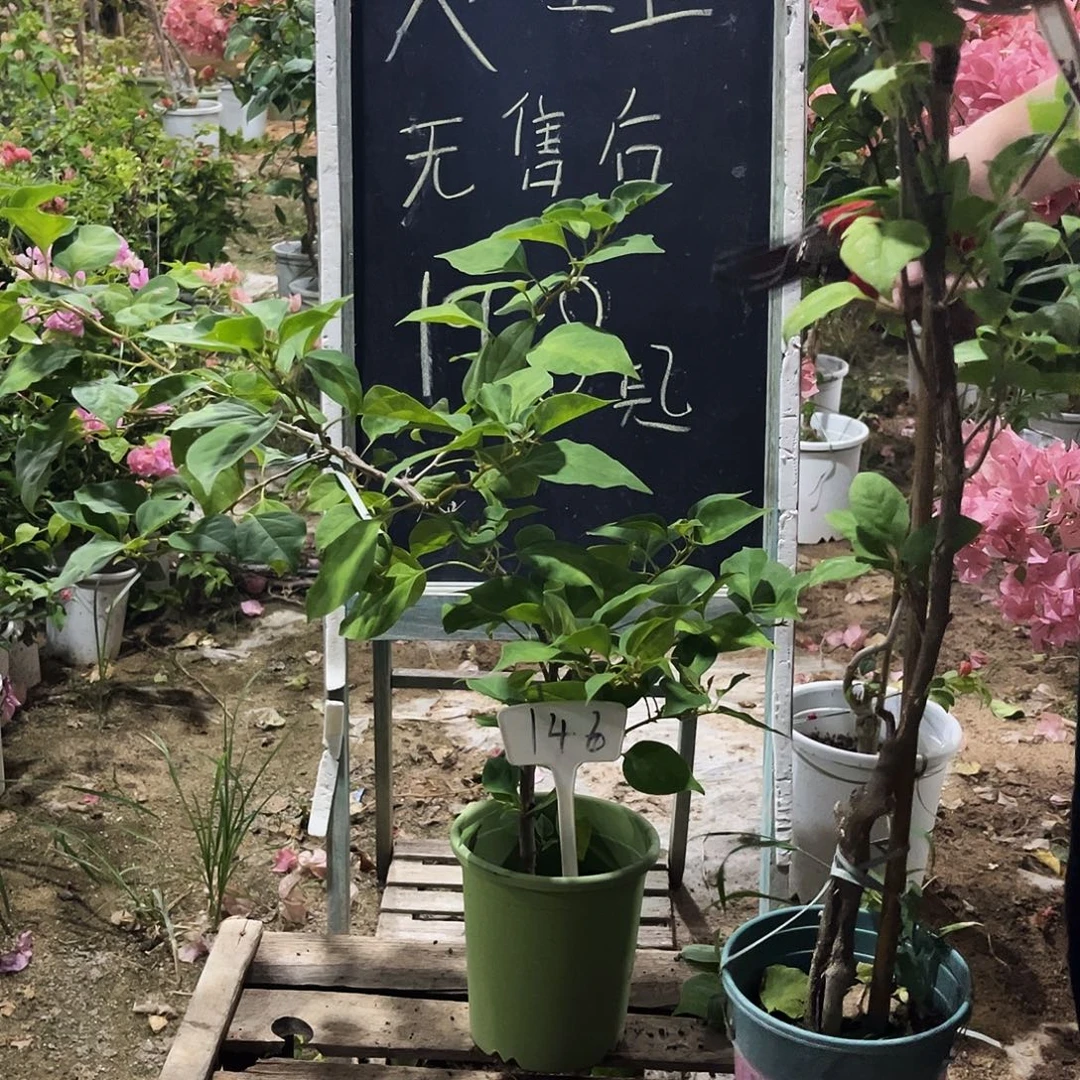 完全开放三角梅三角梅146
