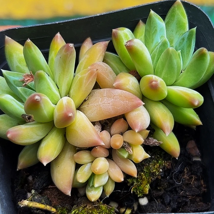 1颗美人系列多肉植物