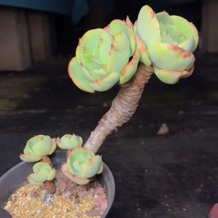 微瑕特价粗腿碧桃
