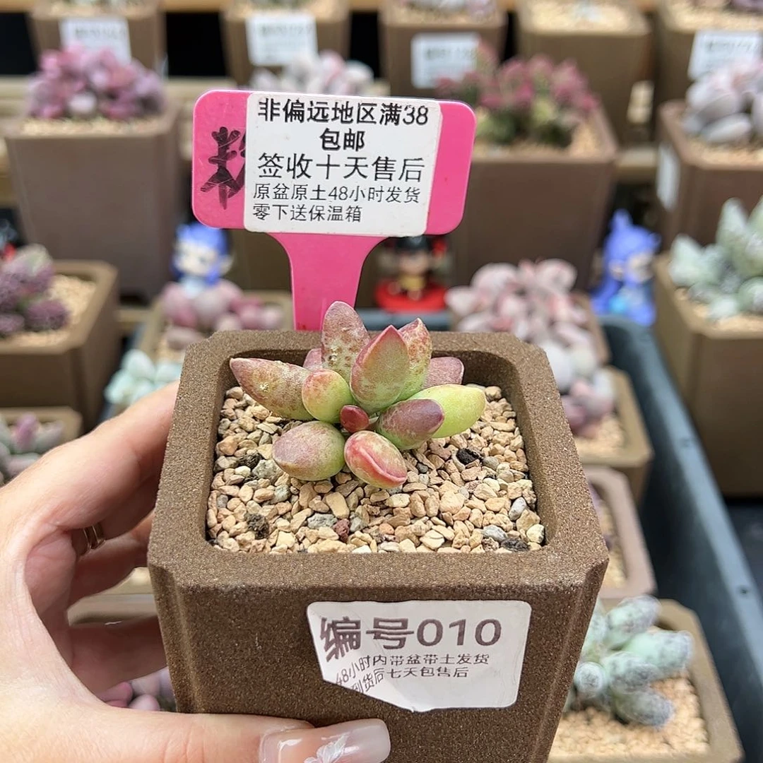 010红蜻蜓多肉植物